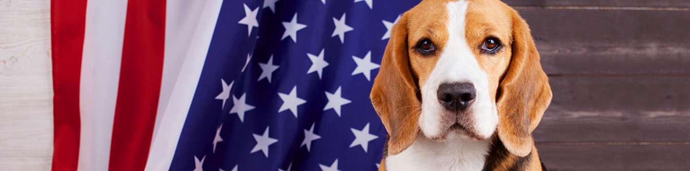 ورود سگ به آمریکا